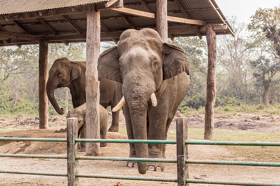 elephant-breeding-centre