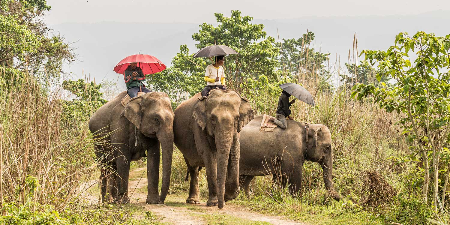 wild-by-nature-dream-catcher-travel-and-tour-chitwan