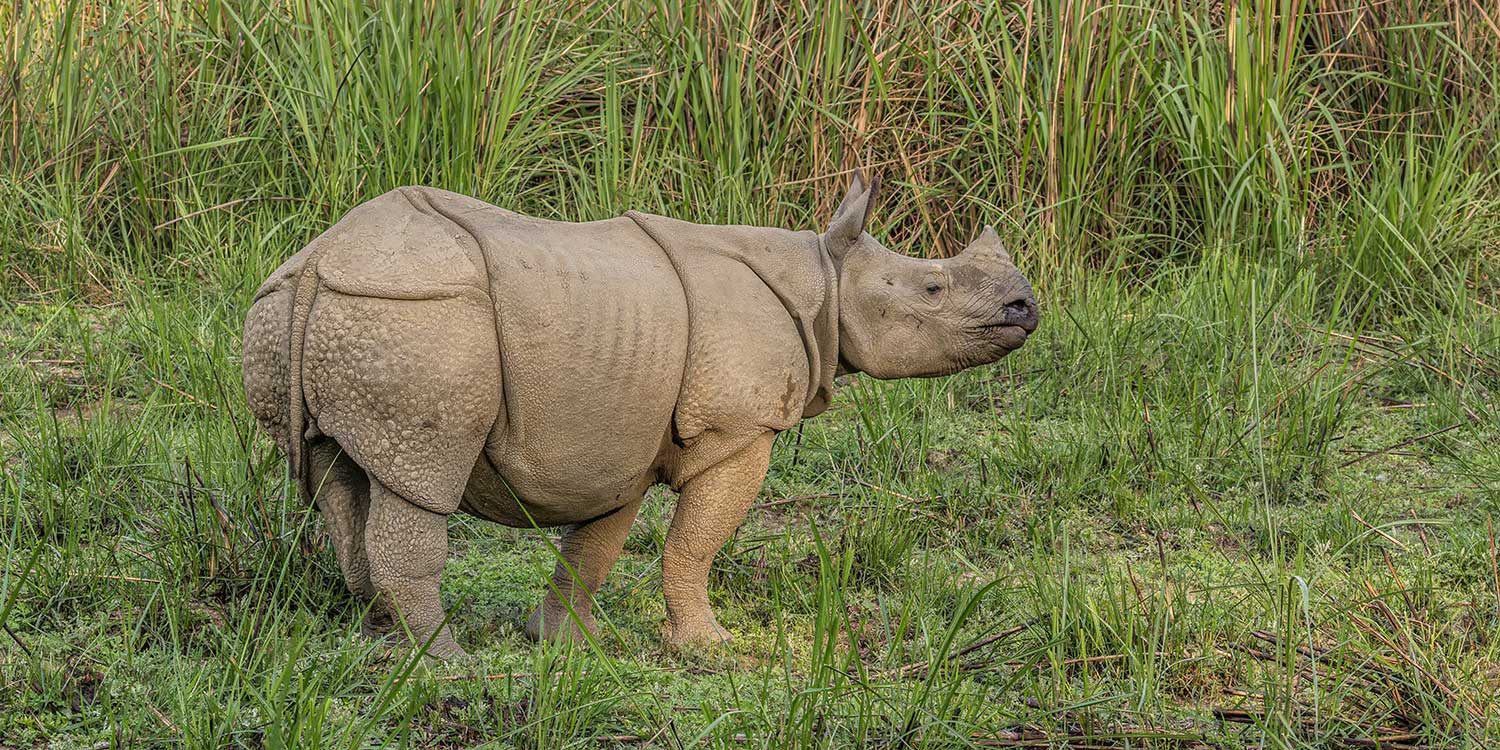 wild-by-nature-dream-catcher-travel-and-tour